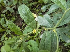 Lithospermum latifolium
