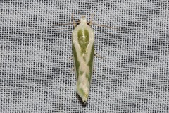 Earias huegeliana