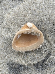 Lunarca ovalis