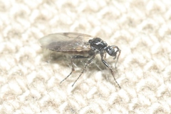 Bibiodes halteralis