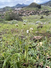 Plagiobothrys nothofulvus