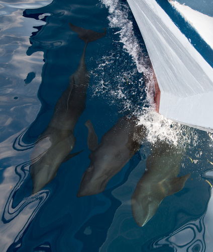 Peponocephala electra