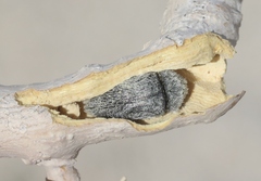 Acmaeodera curtilata