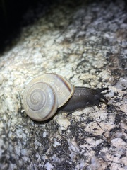 Sonorelix borregoensis