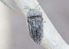 Acmaeodera curtilata