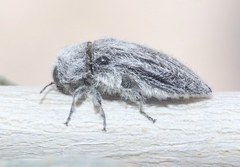 Acmaeodera curtilata
