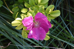 Rosa rugosa