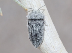 Acmaeodera curtilata