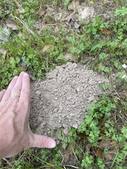 Geomys breviceps