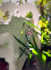 Gasteracantha cancriformis