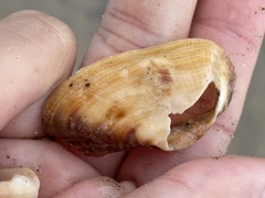 Lamarcka imbricata