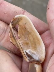 Lamarcka imbricata