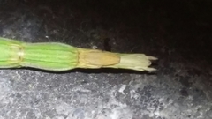 Pseudosermyle strigiceps