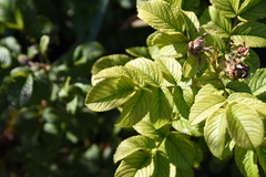 Rosa rugosa