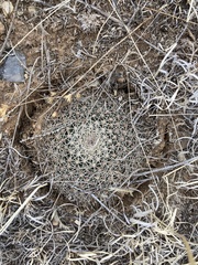 Mammillaria meiacantha