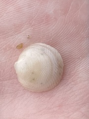 Divalinga quadrisulcata