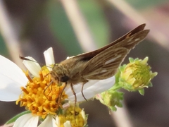 Panoquina panoquin