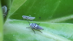 Agrosoma placetis