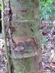 Astrocaryum macrocalyx