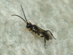 Cheloninae