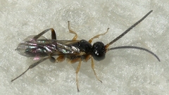 Cheloninae
