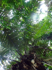 Astrocaryum macrocalyx