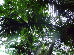 Astrocaryum macrocalyx