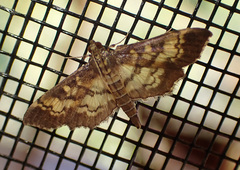 Nomophilini