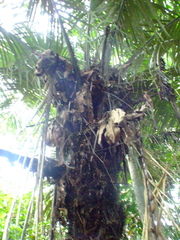 Astrocaryum macrocalyx