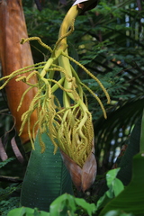 Dypsis lutescens