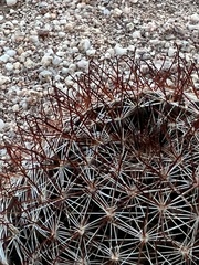 Mammillaria wrightii