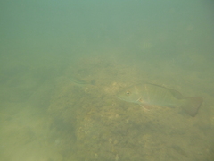 Lutjanus argentimaculatus