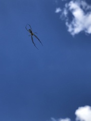 Leucauge dromedaria