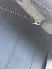 Leucauge dromedaria