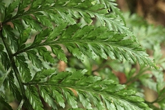Asplenium gracillimum