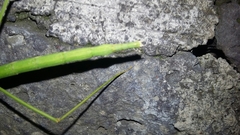 Pseudosermyle strigiceps