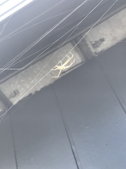 Leucauge dromedaria
