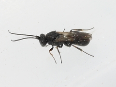 Cheloninae