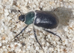 Paracotalpa deserta