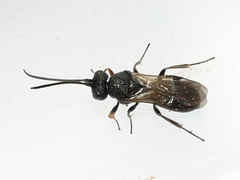 Cheloninae