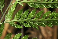 Asplenium gracillimum
