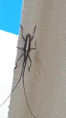 Neoptychodes trilineatus