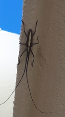Neoptychodes trilineatus