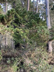 Pittosporum undulatum