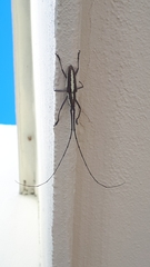 Neoptychodes trilineatus