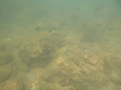 Abudefduf bengalensis