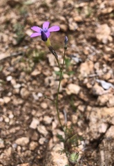 Gilia flavocincta