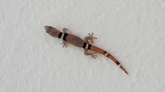 Sphaerodactylus glaucus