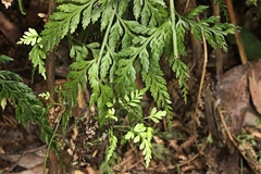 Asplenium gracillimum