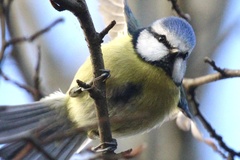 Cyanistes caeruleus